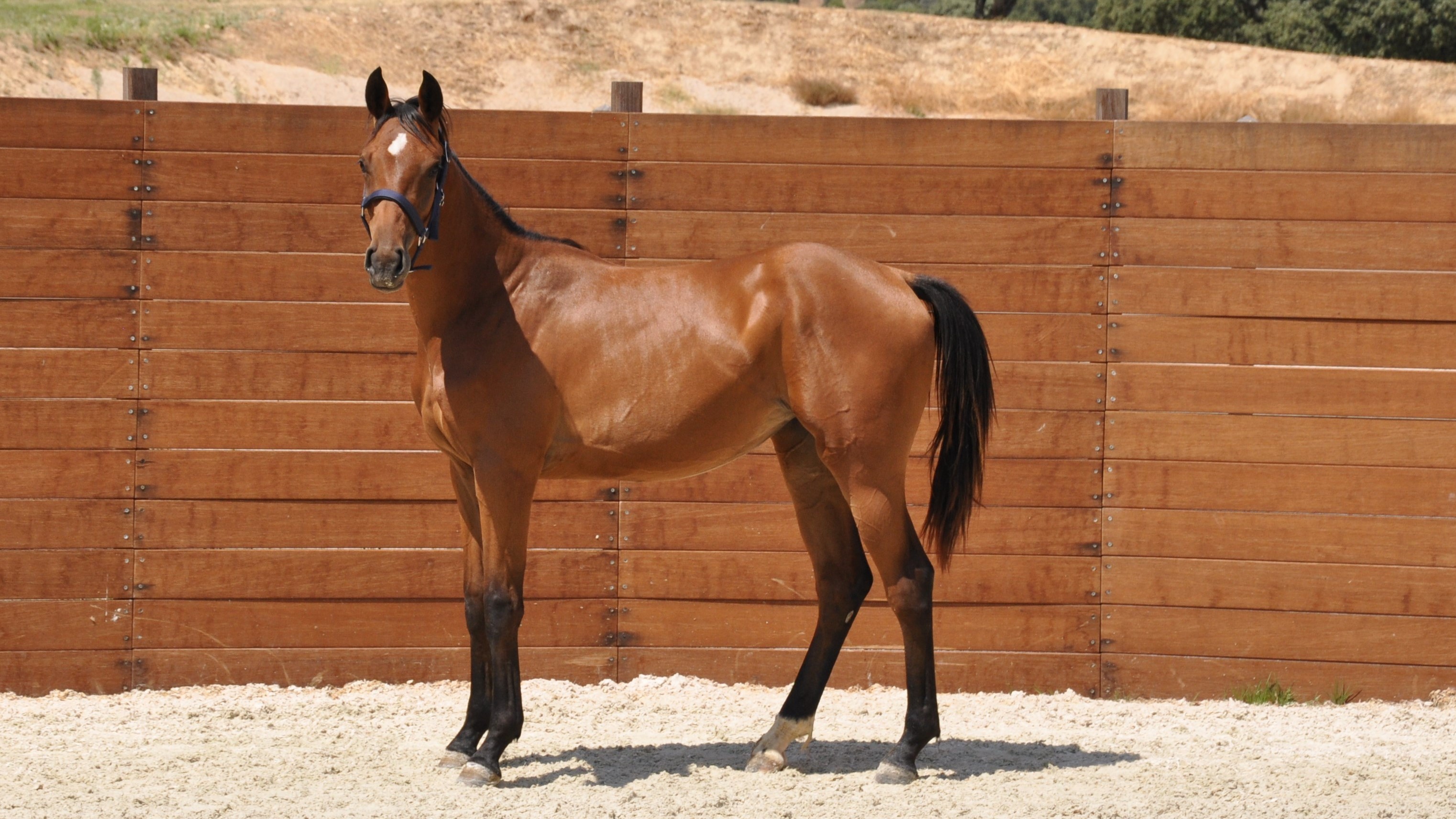horse